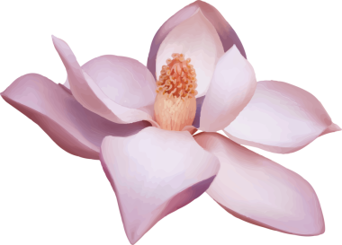 Magnolia çiçekleri şeffaf arka planda yapraklar açıyor ve altın kekeme kümesini gösteriyor. Flora, doğa, botanik, zarafet, minimalizm, bahar, güzellik