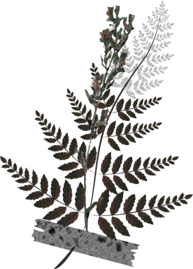 Siyah beyaz desenli bantlı şeffaf arka planda iğne yapraklarını gösteren eğreltiotu benzeri bir gövde. Botanik, doğa, illüstrasyon, organik, bitki, dekoratif, sessiz