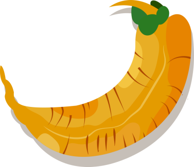 Vektör, şeffaf arkaplanda yeşil yapraklı kıvrımlı turuncu kök sebzeyi tasvir ediyor. Sebze, üretim, tarım, organik, sağlıklı, illüstrasyon, minimalist