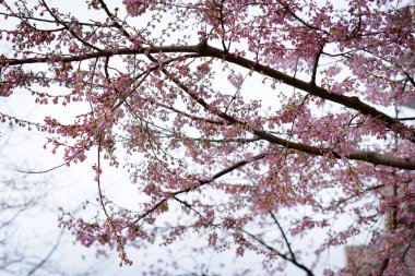 Gökyüzüne karşı büyüyen çiçekli ağacın alçak açılı görüntüsü