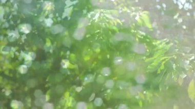 Yapraklı mercekle başlayarak odak noktasını düzelterek güneş ışığında sallanan yaprakları ve dalları ortaya çıkarıyor. Doğa, yeşillik, manzara, ışıklandırma, sükunet, huzur, vahşi doğa.