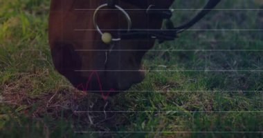 At ağızlığı otlatma veriyi görselleştirmek için etiketlerin görünmesini tetikler ve ızgara büyüyen çubuklarla örtüşür. At, pastoral, dijital, analitik, yenilik, minimalist, teknoloji