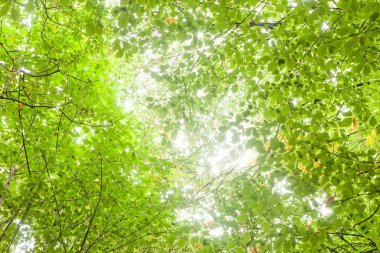 Yoğun ağaç tepe örtüsü yeşil yaprakların arasından süzülen güneş ışınlarını gösteriyor, düz dizayn dalları. Yeşillik, canlılık, doğal, çevre, barışçıl, organik, canlı