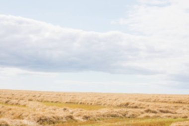 Bulutlu gökyüzüne karşı çimenli alanın manzarası