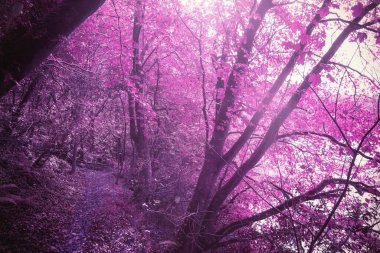 Düz sanat, macenta-pembe yapraklı uzun yaprak döken ağaçların kıvrımlı yola güneş ışığını filtrelediğini gösteriyor. Orman, doğa, canlı, yol, yeşillik, dinginlik, manzara