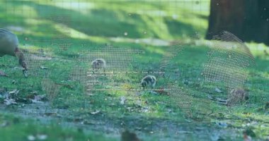 Açlığın yol açtığı çimenli düzlüklere giren kazlar yiyecek için toprağı gagalıyor. Vahşi yaşam, doğa, aile, açık hava, kırsal bölge, masumiyet, huzur.