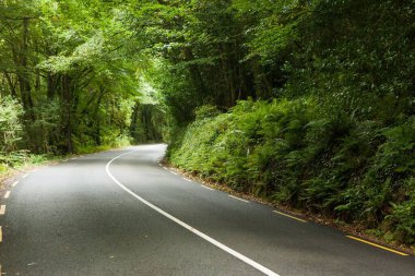 Dolambaçlı asfalt yol, beyaz çizgi ve eğreltiotu ile düz dizayn orman tünelinde kıvrılıyor. Doğa, manzara, macera, vahşi doğa, seyahat, manzara, organik
