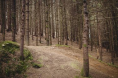 Ormandaki ağaçların sakin manzarası