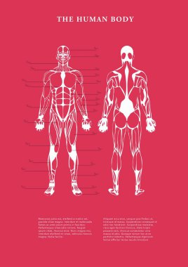 Beyaz arkaplanda insan vücudu posterinin birleşik görüntüsü