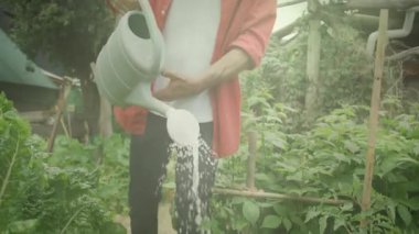 Bahçıvanların sulama tenekelerini yeşilliklerin üzerine eğerek bahçedeki suyu canlandıran damlacıklar. Tarım, bahçıvanlık, sürdürülebilirlik, açık hava, tarım, doğa, büyüme