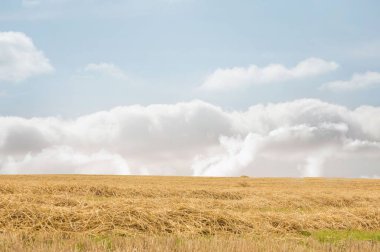 Expansive wheat stubble and cut straw is stretching across flat design field, with billowing clouds. Rural, landscape, textures, simplicity, tranquility, pastoral, scenery