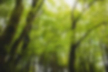 Blurry forest on a sunny day