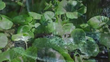 Damlacıklar dal damlacıkları yaprak kümesine çarpıyor dalgalanmalar yaratıyor ve su yaprağı uyumu gösteriyor. Doğa, ekoloji, sükunet, yansıma, nem, makro, sükunet