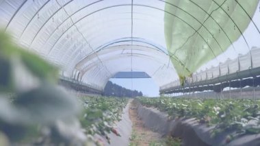 Tünel kameraları ilerlemeye başlıyor. Doku için olgunlaşan çilek kümesini gösteriyor. Sera, tarım, mahsul, bahçıvanlık, tarım, verimlilik, çevre
