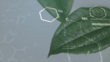 Hexagon ana hatlarının belirmesi yaprak damlacıkları üzerinde ağ oluşturma ve gösterme işlemini tetikler. Biyomoleküler, bilimsel, moleküler, teknoloji, kimya, fütürist, biyomimikri