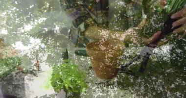 Bahçıvan, kök salmak ve sataşmak, toprağı doldurmak ve kökleri budamak için terasotta saksısı yerleştiriyor. Bitki, bahçıvanlık, ev yapımı, doğal yetiştirme, düzenleme, sağlık