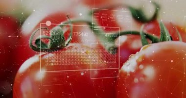 Makro görüntülü kırmızı domatesler ızgara verilerini alıyor ve canlı ölçümleri göstermek için güncelleniyor. Taze üretim, tarım teknolojisi, veri analizi, görselleştirme, dijital tarım, hassas tarım, sağlıklı yaşam