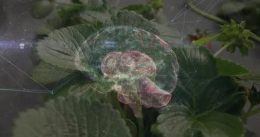 Çilek yapraklarına zumladıktan sonra beyin üç boyutlu döner ağ araştırma için beyinciği gösterir. Gelecekçi, yenilikçi, biyoteknoloji, bilimsel, eğitici, dijital, organik