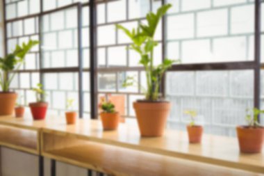 Pencere kenarındaki masaya saksı bitkileri