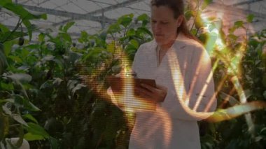 Bilim adamı seraya giriyor, panoya tırmanıyor, biberleri inceliyor ve tarımsal verileri kaydediyor. Botanik, bahçıvanlık, araştırma, yenilik, çevre, hassasiyet, sürdürülebilirlik