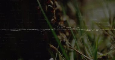 Tohum kapsülleri, parazit ızgarası altında çimenlerin açılması statik ses dalgası yükselmesi, parlak renklendirme ayrıntıları. Doğa, soyut, dijital sanat, işitsel görselleştirme, minimalizm, doku, kontrast