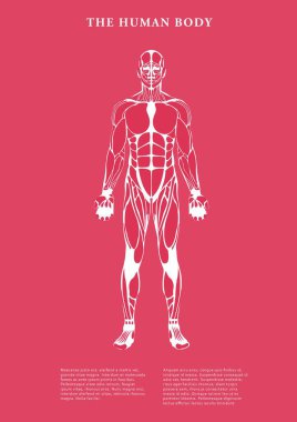 Beyaz arkaplanda insan vücudu posteri