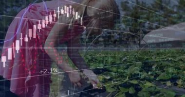 Çilek tarlasına adım atan kız, çiftlik analizi için şamdanlı çilek topluyor. Kırsal, tarım, hasat, güneşli, açık hava, gençlik, verimlilik