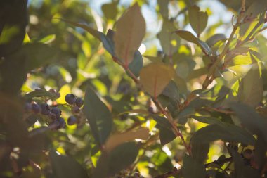 Yabanmersinleri çiftlikte yetişiyor.