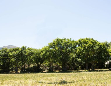 Parktaki ağaçların manzarası