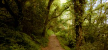 Ormandaki ağaçların oluşturduğu patikanın panoramik görüntüsü