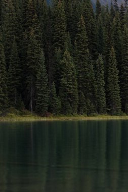 Güzel ağaçlar ve kırsal gölde