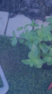 Bahçede bahçıvanlık yapan Afro-Amerikan kadınlarının orta kesimine karşı biraz ışık. toplum bahçesi farkındalığı konsepti