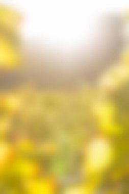 Blurry of autumn trees on a sunny day