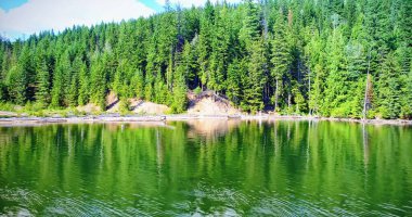 Güneşli gün boyunca nehir kenarında büyüyen ağaçlar pastoral atış