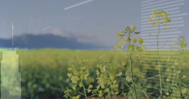 Artan çubukları ve ekin ölçümleri için dalgaları gösteren sarı saplı dijital grafikler başlatılıyor. Doğa, veri görselleştirme, tarım, teknoloji, istikrar, büyüme, çevre