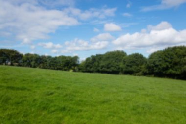 Ağaçlar çimenli alanda bulutlu gökyüzüne karşı