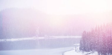 Kar lakeside çam ağaçları kış aylarında kapalı.