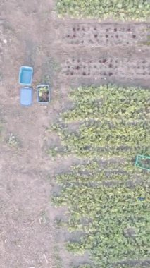 Alan üzerinde dijital simgeler ve veri işleme animasyonları. küresel dijital arayüz, veri işleme ve teknoloji konsepti dijital olarak oluşturulmuş video.