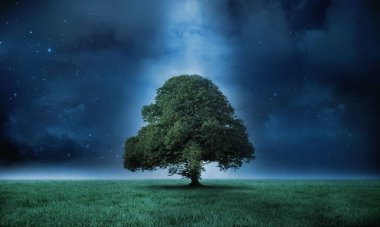 Tek başına geniş yapraklı ağaç, gece gökyüzüne karşı soluk ışık demeti altında düz bir çayırda duruyor. Doğa, manzara, sükunet, gece manzarası, minimalizm, vahşi doğa, göksel