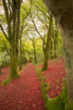 Ormandaki yeşil ağaçların manzarası