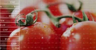 Kamerayla açılışı kırmızı domatesleri tararken, şebeke de para birimi oranlarını gösteriyor. Üretim, ticaret, dijital, teknoloji, tazelik, yatırım, tarım