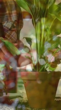 Saksı bitkileriyle ilgilenen, bahçesinde çiçeklerle süslenmiş bir bahçıvan. Bahçıvanlık, bahçıvanlık, yeşillik, doğa, ekme, yeşillik.