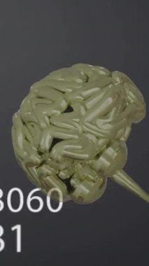 İnsan beyninin animasyonu ve gri arkaplanda veri işleme işlemi. Dijital olarak oluşturulmuş küresel yapay zeka, bağlantılar, hesaplama ve veri işleme kavramı.