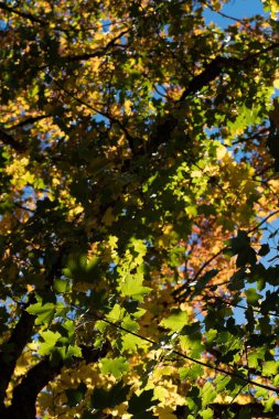 Ağacın dalında sarı turuncu sonbahar yaprakları
