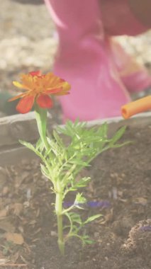 Bahçeyi sulayan kadının üzerindeki ışık ve patikaların videosu. topluluk bahçesi haftası dijital olarak oluşturulmuş video.