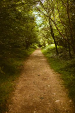 Ormandaki yeşil ağaçların arasındaki patika