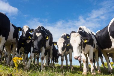 Çiftlikteki gökyüzüne karşı çimenli arazide duran ineklerin düşük açılı görüntüsü