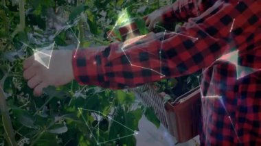 Agtech bahçıvanı kollarını kaldırırken sepetin içine koyduğu yaprakları incelerken veriler hasadı kaplıyor. Tarım, teknoloji, yenilik, sürdürülebilir, çevre, işbirliği, veri