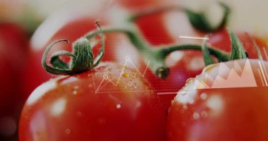 Sol domatesin başlangıç işaretlerini takip eden soluk beyaz çizgi, alan ve çubuk tabloları iç görü için genişliyor. Taze üretim, veri görselleştirme, bilgi, sağlıklı yaşam tarzı, dijital analiz, canlı, bilimsel