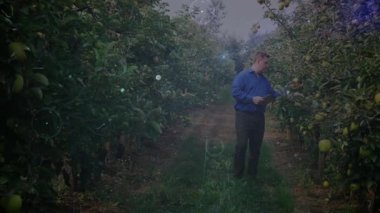 Meyve bahçesi teknisyeni meyve bahçesindeki AR verilerini etkinleştirmek için elma ve tıkırtı tabletine uzanıyor. Tarım, hassas tarım, dijital teknoloji, modern bahçıvanlık, çevre izleme, sağlık, açık hava